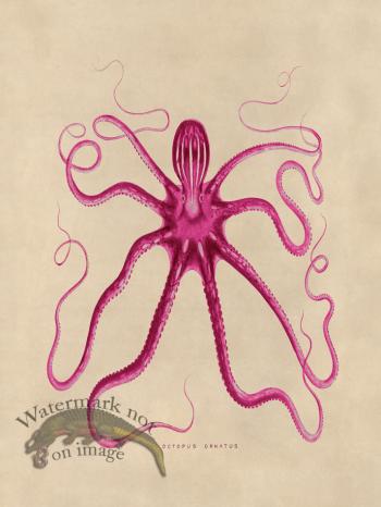 Octopus Pink 18